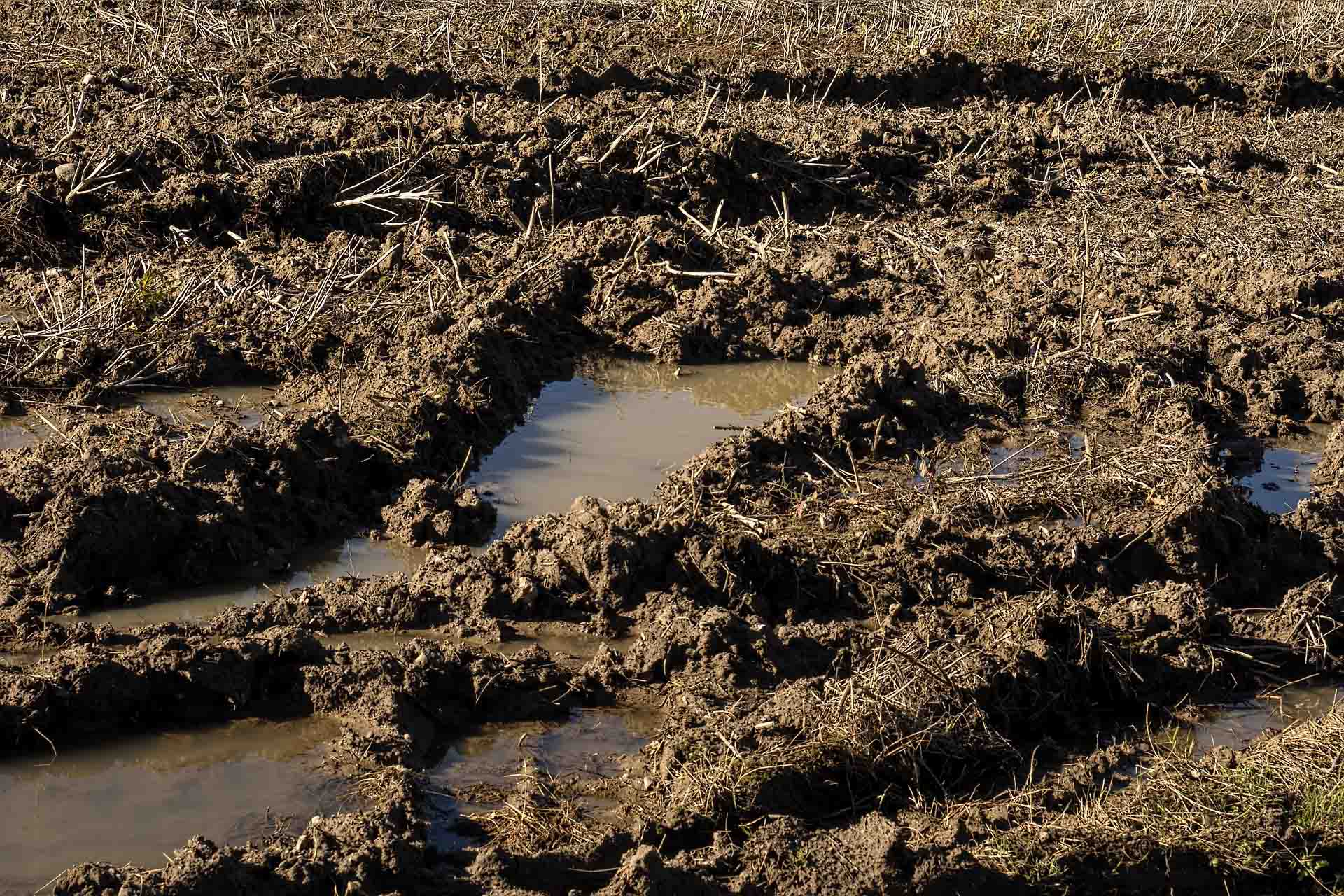 You are currently viewing Soil health – back to basics
