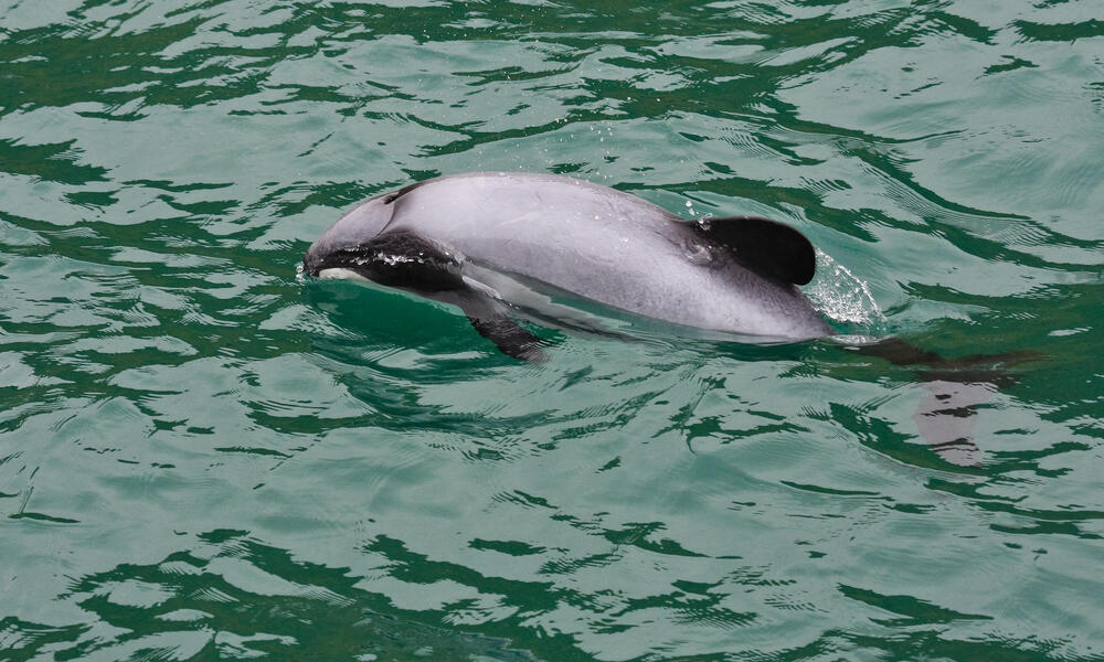 You are currently viewing Hector’s dolphins spotted in Firth of Thames
