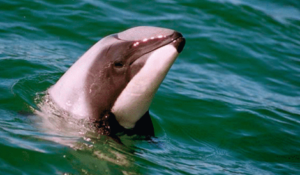 Read more about the article Dolphin study aids species understanding