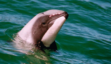 You are currently viewing Dolphin study aids species understanding