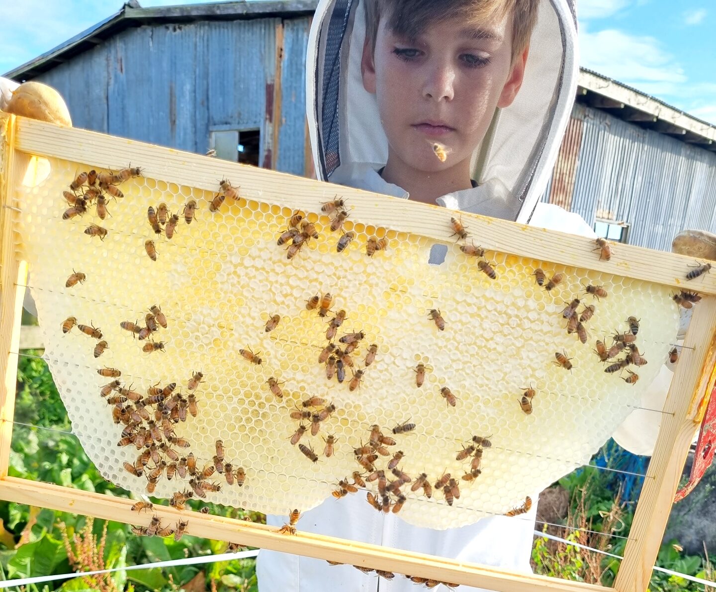 You are currently viewing Student beekeeper turns hobby into harvest