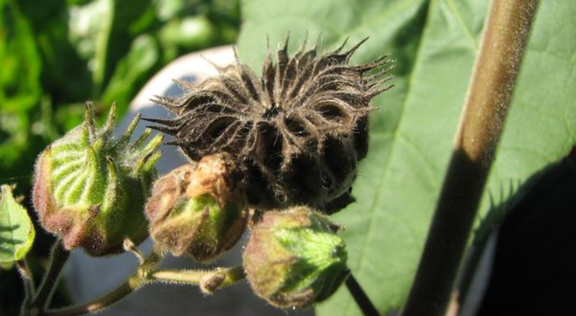 You are currently viewing Velvetleaf pest plant found