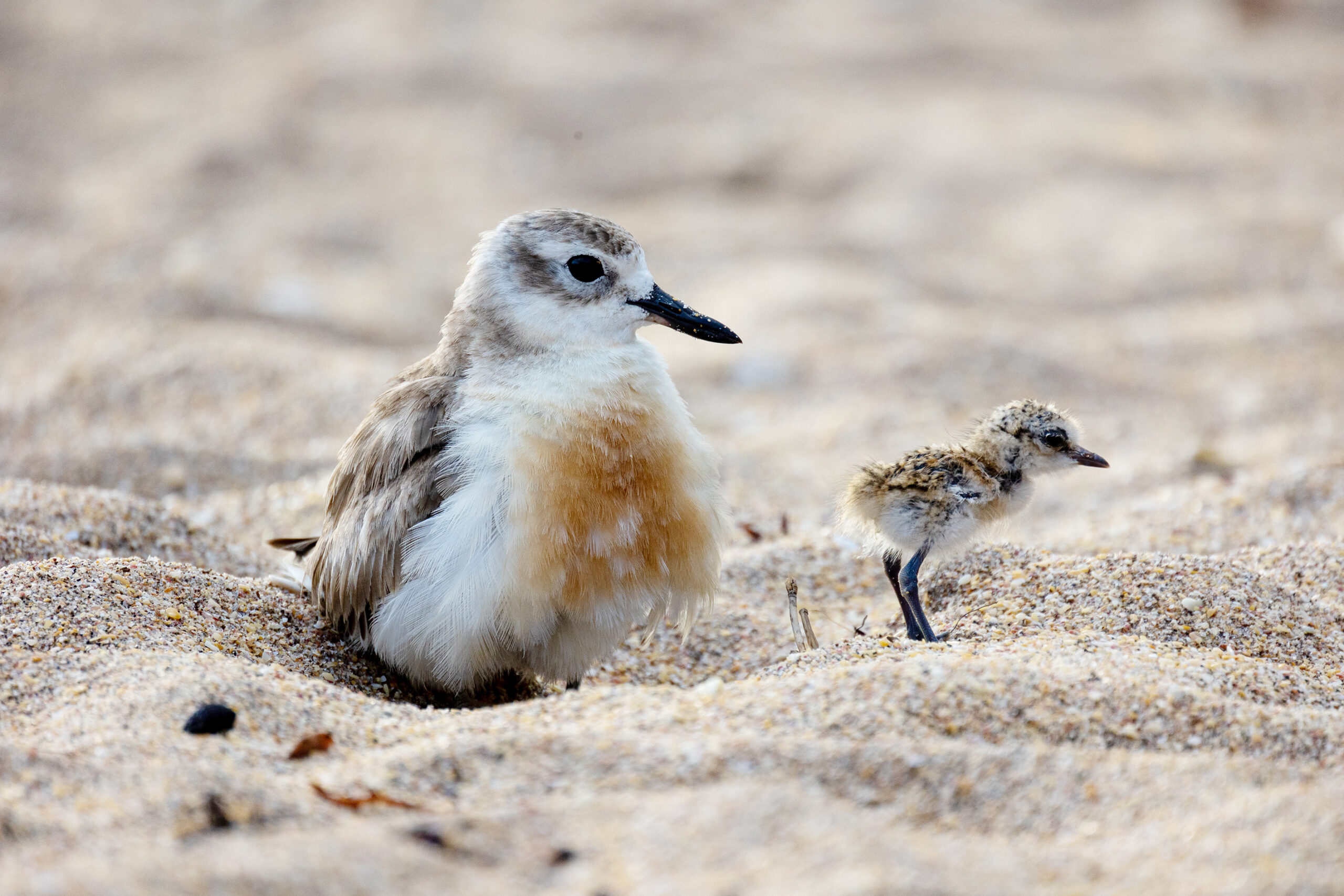 You are currently viewing Take action for nature this Conservation Week