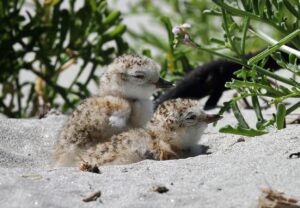 Read more about the article Dotterel chicks hatch after nest vandalism