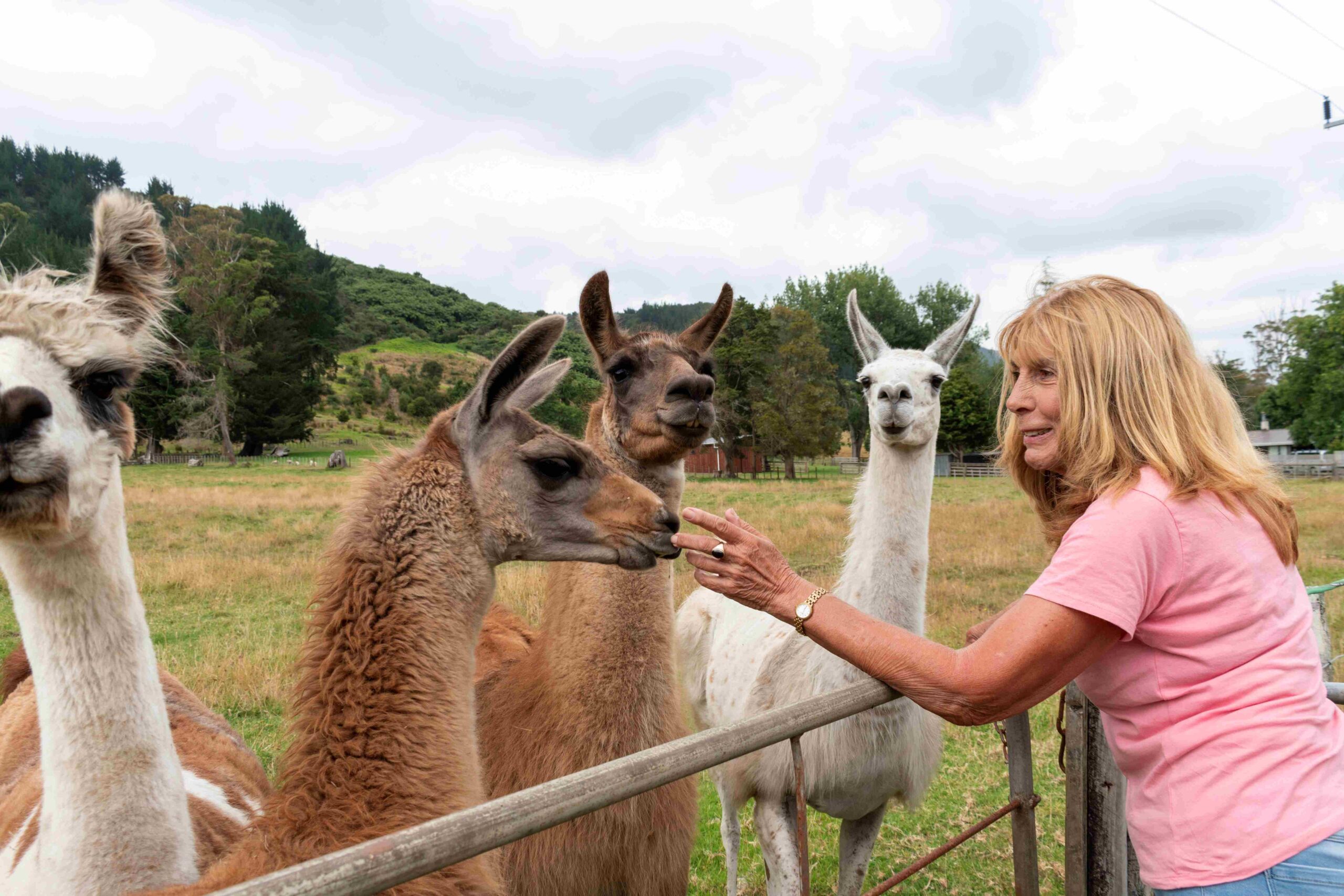 You are currently viewing Llamas lead trek through farm history