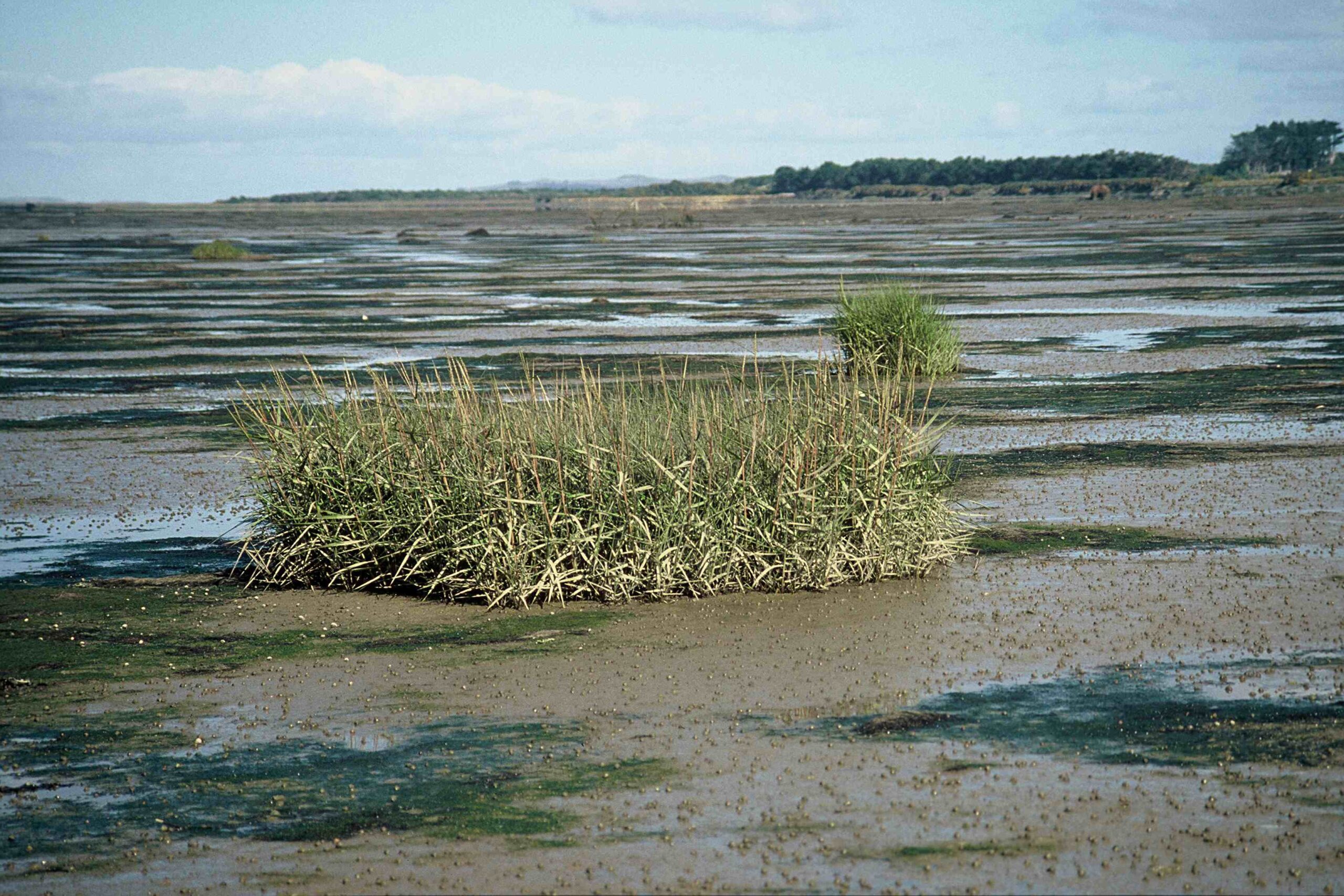 You are currently viewing Spartina spraying underway